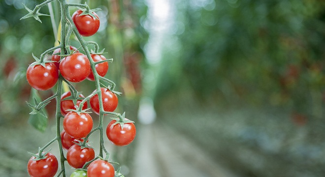 10ème Anniversaire de SanLucar en Tunisie