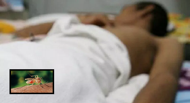 Virus du Nil Occidental : Un jeune décède à Kairouan