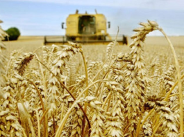 Salut Taieb : La production de céréale ne couvre que 50% des besoins du pays