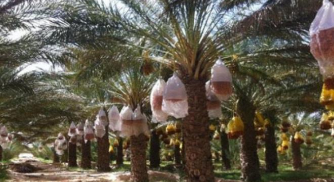 kebili-22-millions-de-moustiquaires-pour-la-protection-des-regimes-de-dattes
