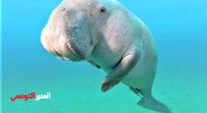 La Thaïlande pleure la mort de Mariam, un bébé-star dugong, victime des déchets plastiques
