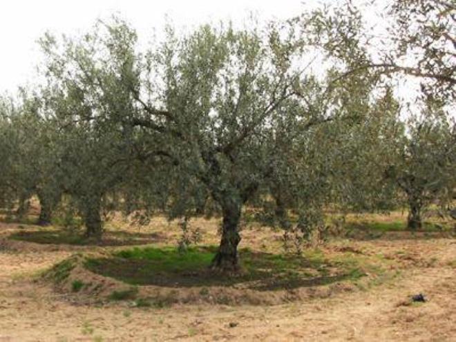 Monastir : Récolte record d’olives de plus de 97 mille tonnes