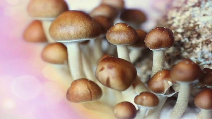 Aux hommes âgés de 50 ans et plus : « Manger des champignons réduirait les risques de cancer de la prostate »