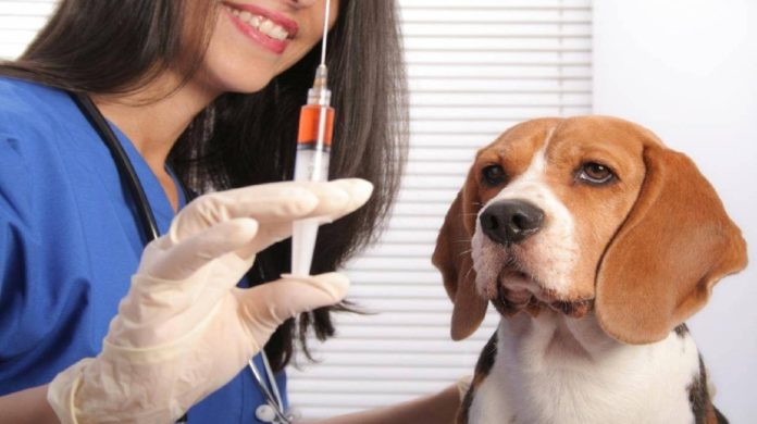 Journée de sensibilisation à la Cité des sciences contre la rage