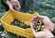 Sidi Bouzid :une production record de 500 mille tonnes d’olives