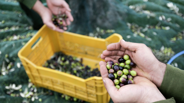 Kairouan : la récolte des olives pourrait atteindre les 170 mille tonnes