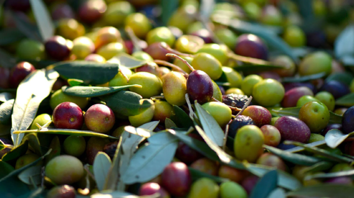Mahdia : une récolte record des olives estimée à 250 mille tonnes