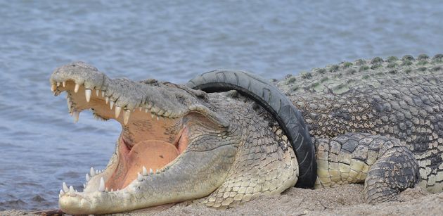 Indonésie : une récompense offerte pour retirer un pneu du cou d’un crocodile géant