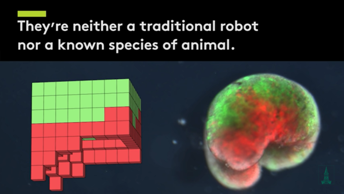 Le premier robot vivant fabriqué à partir de cellules