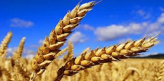 Aggravation du déficit de la balance alimentaire à 1,4 milliard de dinars, à fin décembre 2019