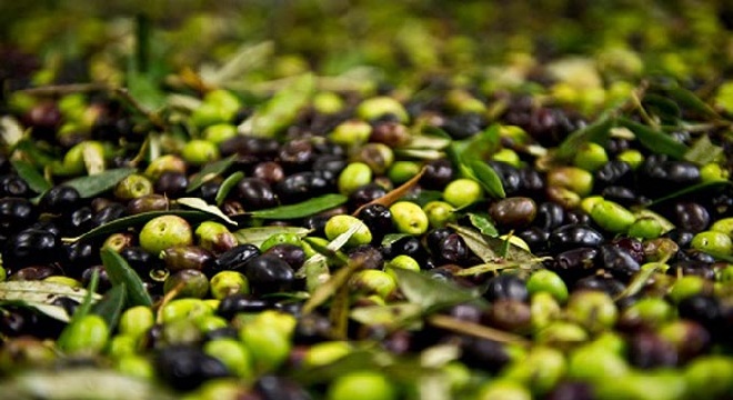 tataouine-580-ha-doliviers-bio-cherchent-investisseurs