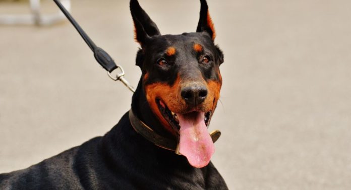 Un doberman attaque et défigure sa propriétaire, désormais entre la vie et la mort
