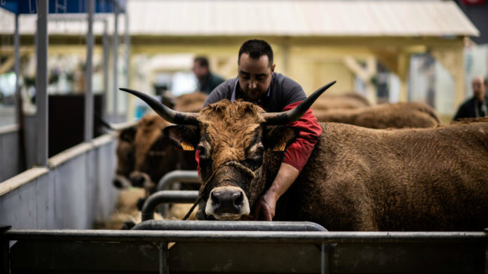 Animaux, visiteurs, tonnes de fumier… Le Salon international de l’agriculture en cinq chiffres