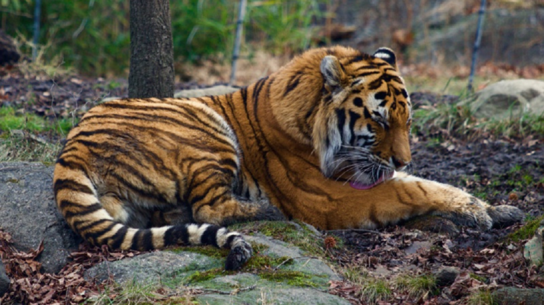 Au Zoo  de New York un tigre  test  positif au coronavirus 