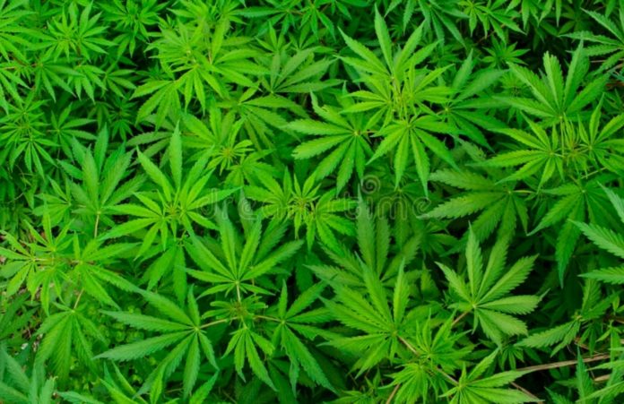 GRAVE : Premier pays arabe légalise la culture de « CANNABIS »