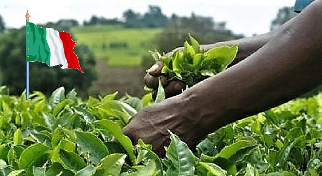 - Tunisie-Tribune-grande-opération-de-régularisation-des-sans-papiers-secteur-agricole