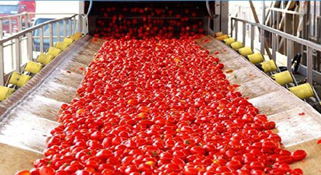samir-majoul-les-industriels-de-la-tomate-ambitionnent-dexporter-une-partie-de-lexcedent-des-tomates-concentrees