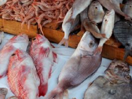 Produits de la pêche : Un excédent de 92,6 MDT