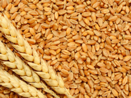 La Tunisie achète 100 mille tonnes de blé tendre