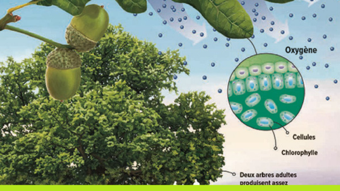 Kézako : la photosynthèse, ou comment les plantes produisent de l’oxygène