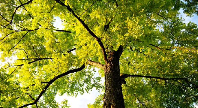 biosciences-les-arbres-auraient-un-rythme-cardiaque-qui-regule-la-pression-de-leau-selon-des-scientifiques