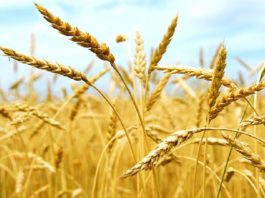Ministère de l’Agriculture : Prix des céréales — campagne 2026-2027