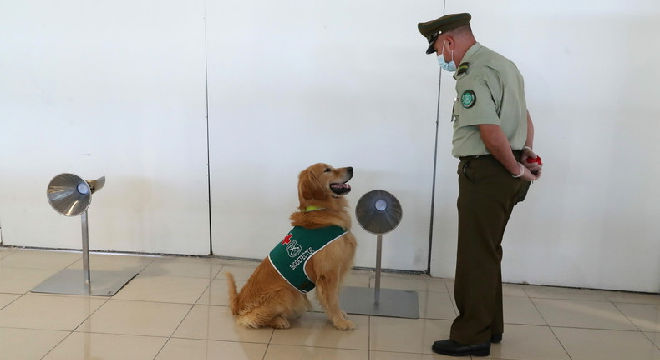les-chiens-renifleurs-meilleurs-amis-de-lhomme-dans-le-depistage-du-covid-19