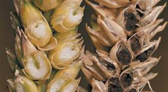 F1 Grand Prix of Abu Dhabi