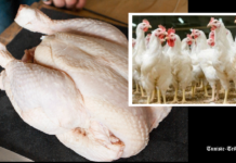 Aviculture: Le GIPAC recense les pertes pour ajuster la production face aux perturbations de l’approvisionnement