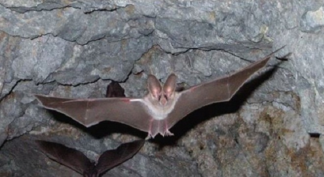 reapparition-dun-nouveau-virus-mortel-transmis-par-les-chauves-souris