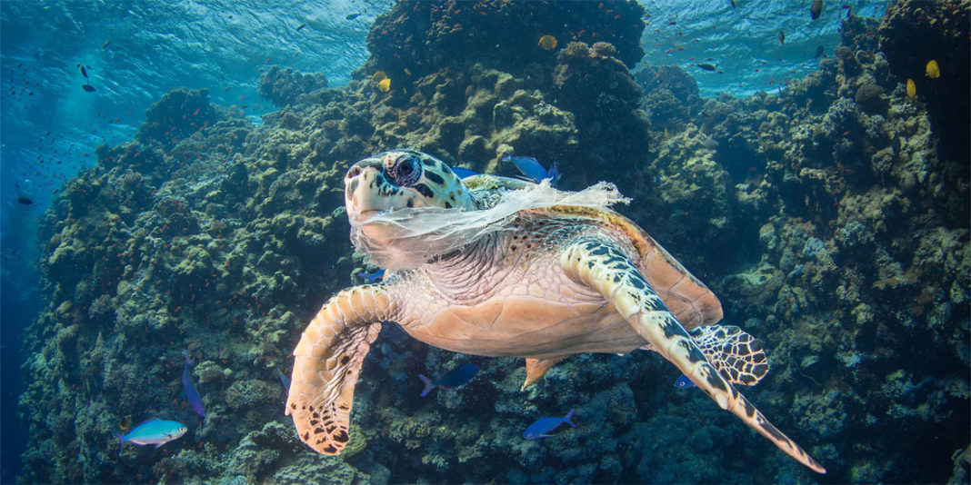 Female Hawksbill turtle in distress and unable to eat due to a plastic bag blocking her airways.