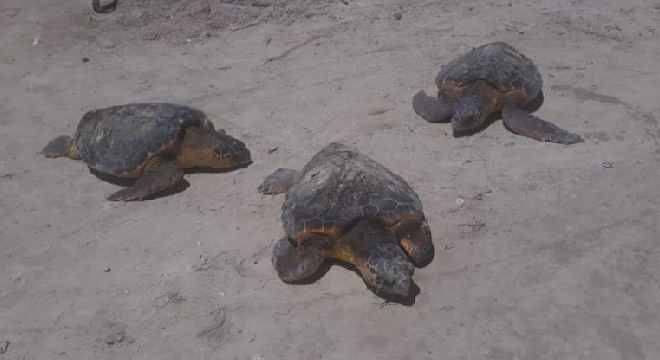 kerkennah-neuf-tortues-de-mer-a-bord-dun-bateau-de-peche