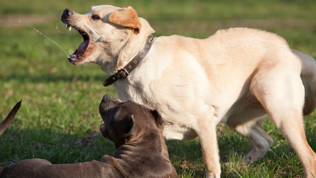 rage_animale_le_ministere_de_la_sante_tire_la_sonnette_d_alarme_1622894345