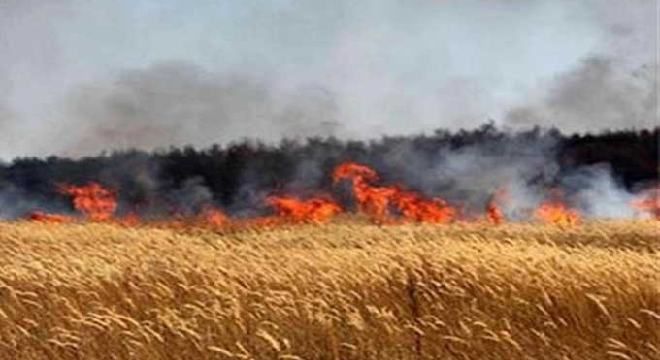 siliana-60-hectares-de-ble-ravages-par-les-flammes