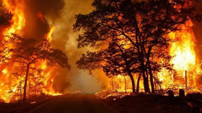 20 incendies recensés dans plusieures régions forestières