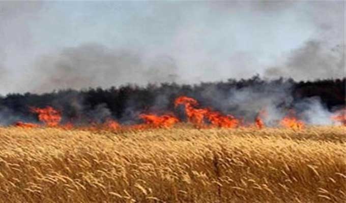 Ouverture des souscriptions au fonds des catastrophes naturelles dans les domaines de la céréaliculture et des légumineuses