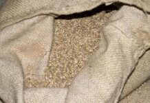 La Tunisie achète 75 000 tonnes d’orge fourragère