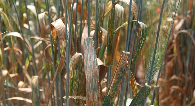 la-tunisie-abrite-un-symposium-international-sur-les-maladies-foliaires-des-cereales