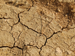 La Corne de l’Afrique vers une 5e année de sécheresse consécutive, la pire en quarante ans (OMM)