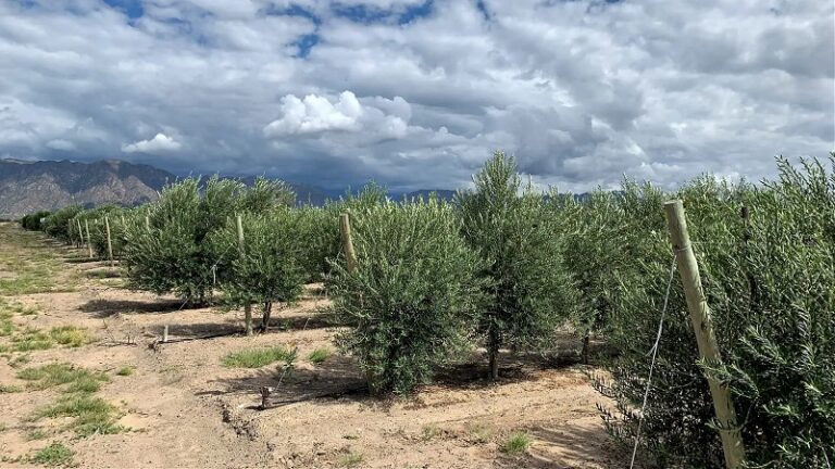 Tataouine-sécheresse