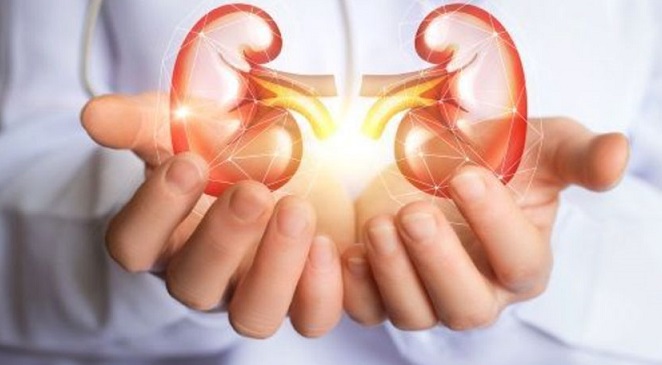 Transplantation rénale