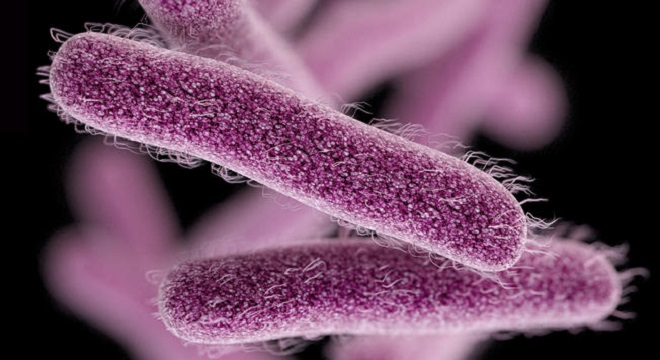 bactérie Shigella (2)