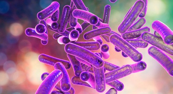 Bactérie Shigella : Une deuxième infection enregistrée à Mahdia