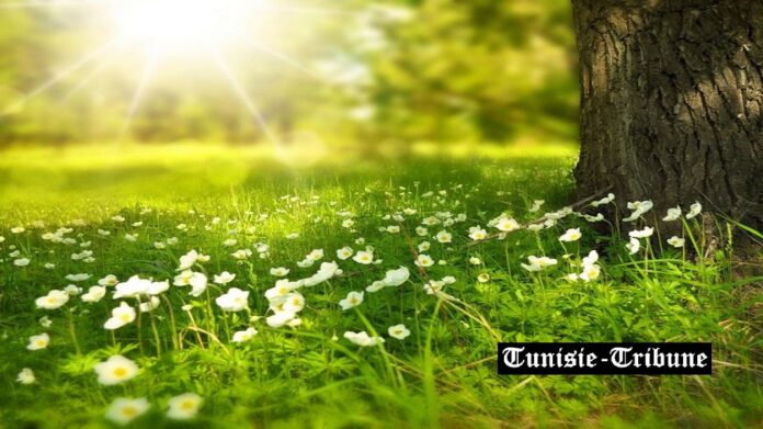 COP30 : Trois décennies de négociations sur le climat