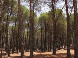 Les forêts gravement menacées par le réchauffement