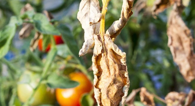 Les maladies des plantes coûtent chaque année plus de 220 milliards de dollars à l’économie mondiale