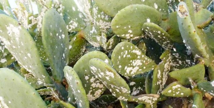 Programme de résistance à la propagation de la cochenille de cactus