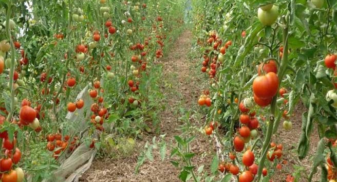 production des primeurs géothermiques