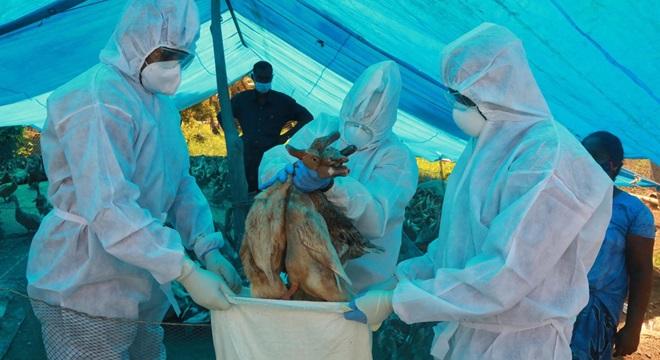 La grippe aviaire présente un risque de pandémie plus grave que le COVID