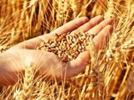 Béja : La région assure 24% de la production nationale de céréales